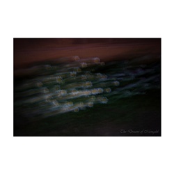 dailyPhoto10